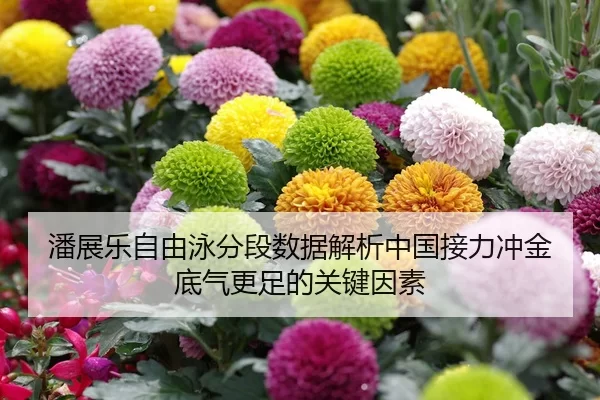 潘展乐自由泳分段数据解析中国接力冲金底气更足的关键因素